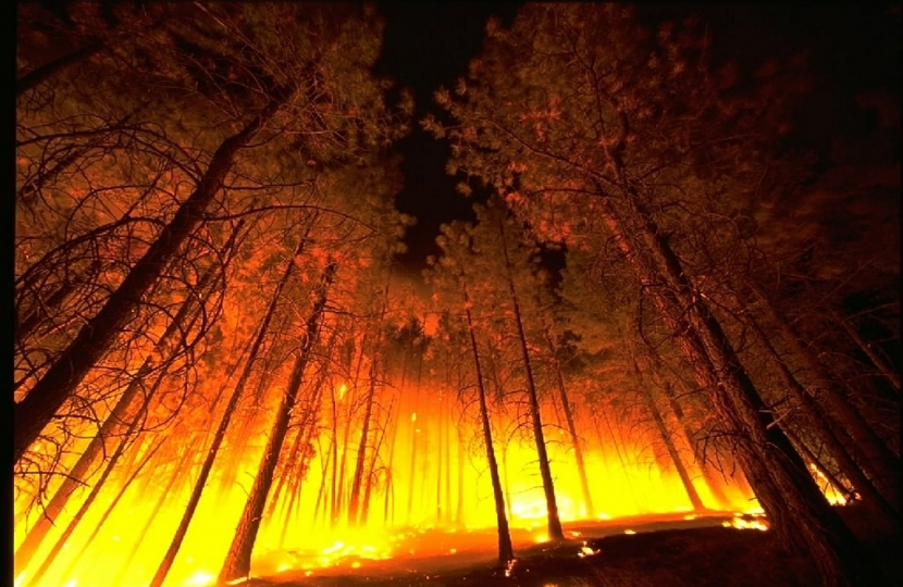 forest fire