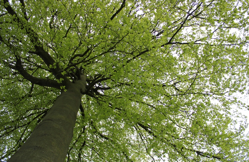 Tree canopy