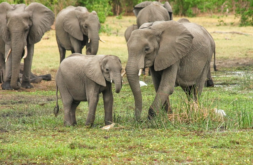 elephants