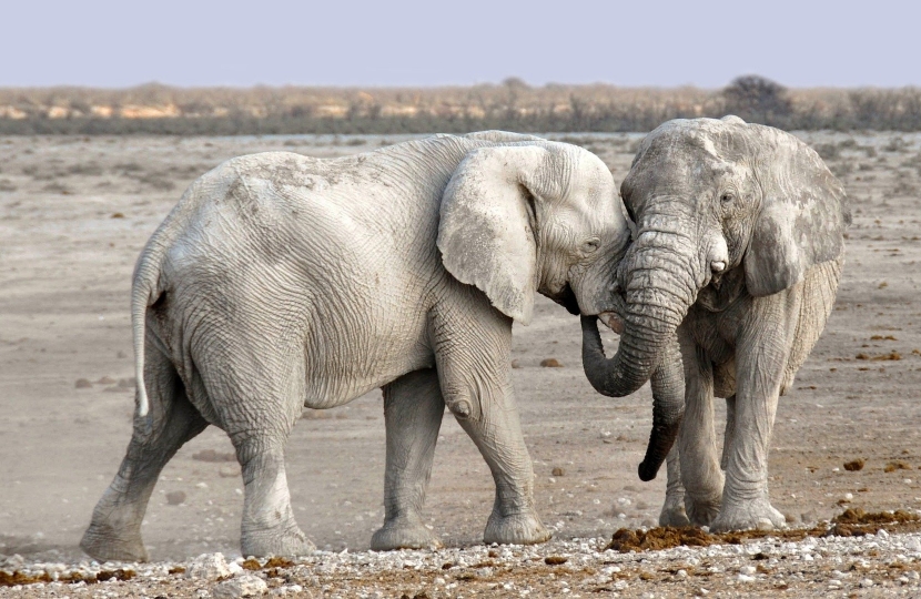 Elephants