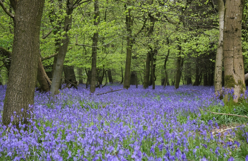 Bluebell Wood 