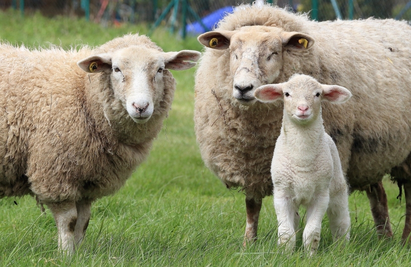 Sheep in the field