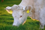 Cow eating grass