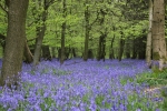 Bluebell Wood 