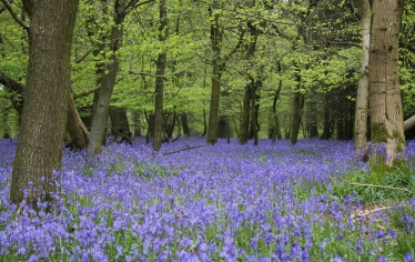 Bluebell Wood 