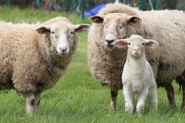 Sheep in the field