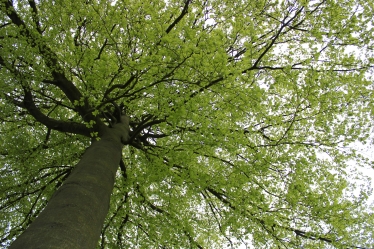 Tree Canopy